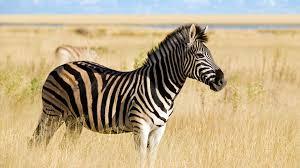 Zebra Zebra