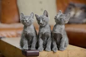 Korat Korat