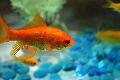 Fish! •U• Fish! •U•