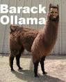 Another Obama Llama