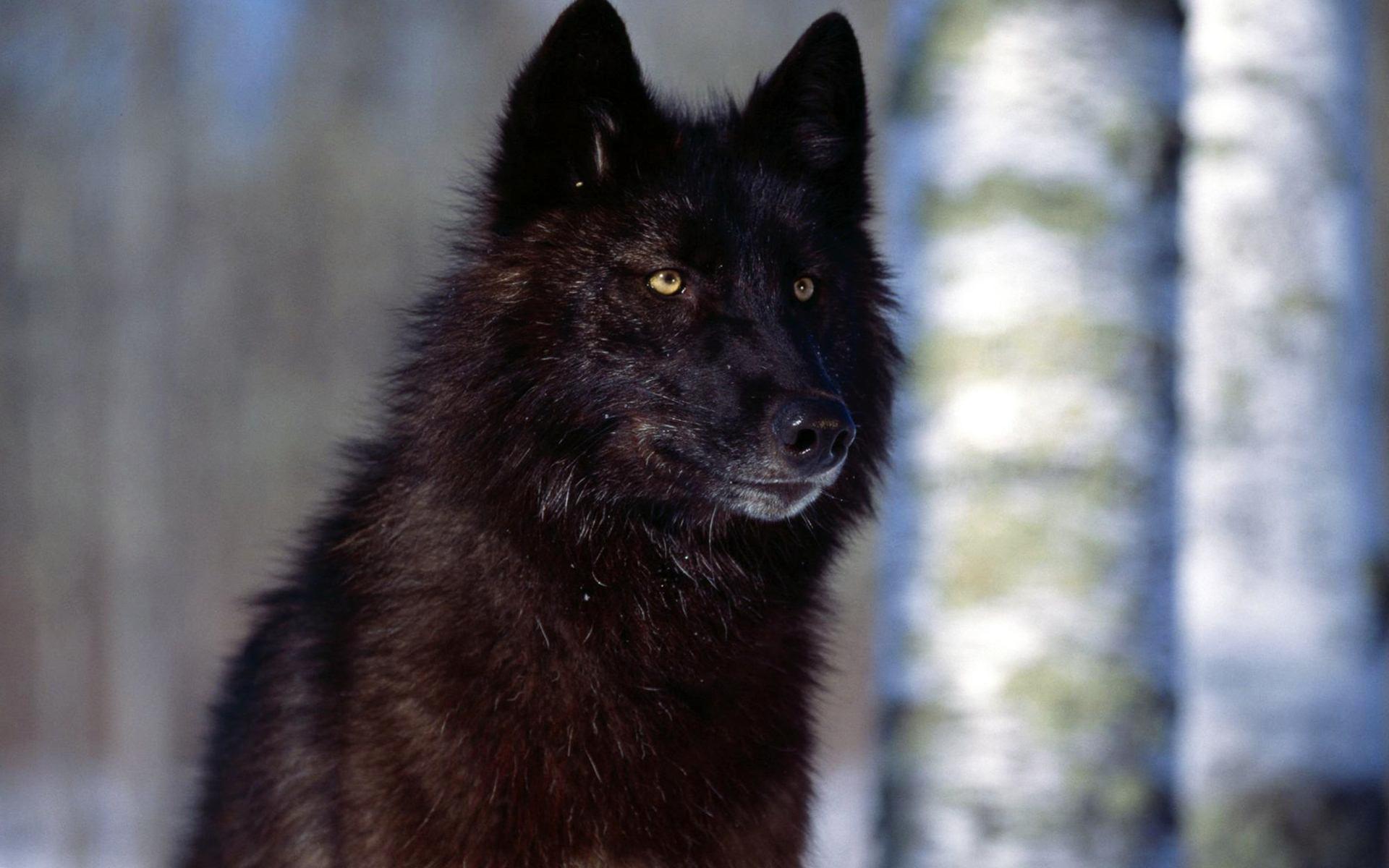 Black wolf