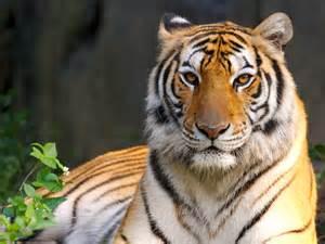 Tiger Tiger