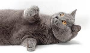 Chartreux Cat