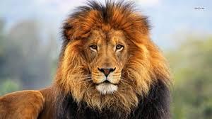 lion