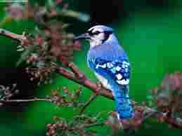 blue jay