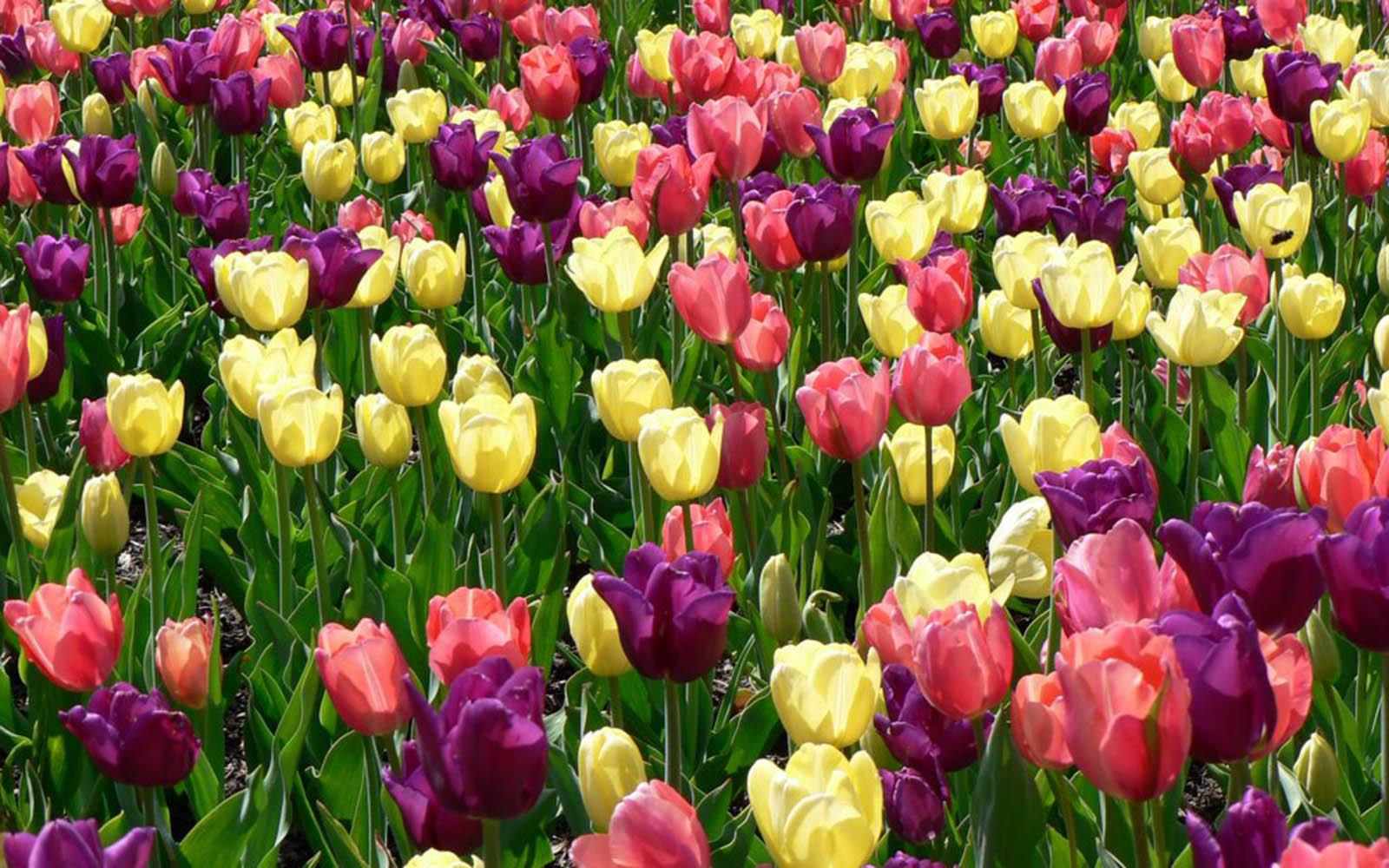 Spring Spring