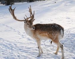 Reindeer ( my choice )