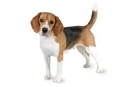 Beagle Beagle
