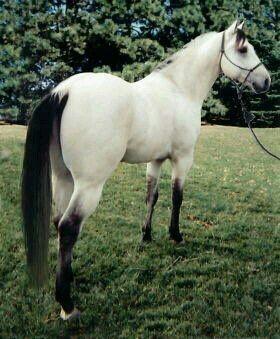 White buckskin