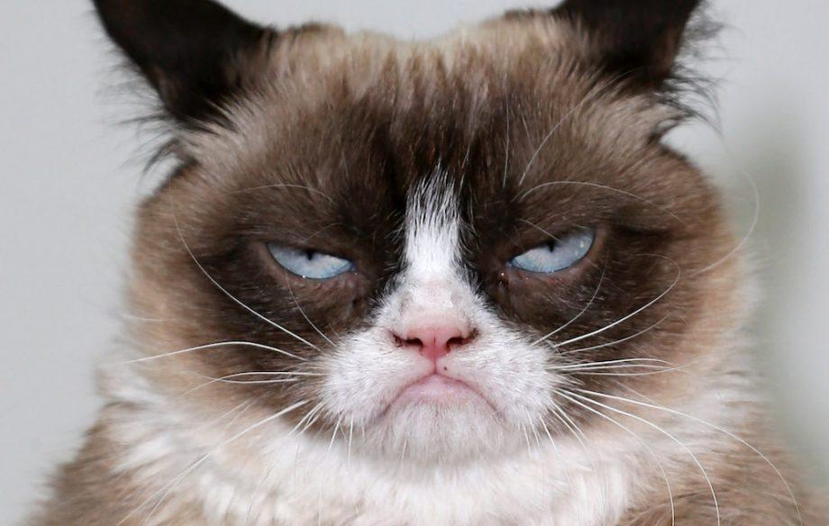 Grumpy Cat Grumpy Cat