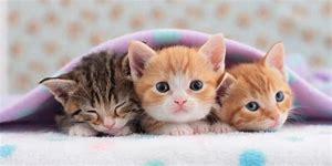 Kitten definetly! Kitten definetly!