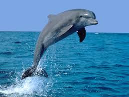 Dolphin! Dolphin!