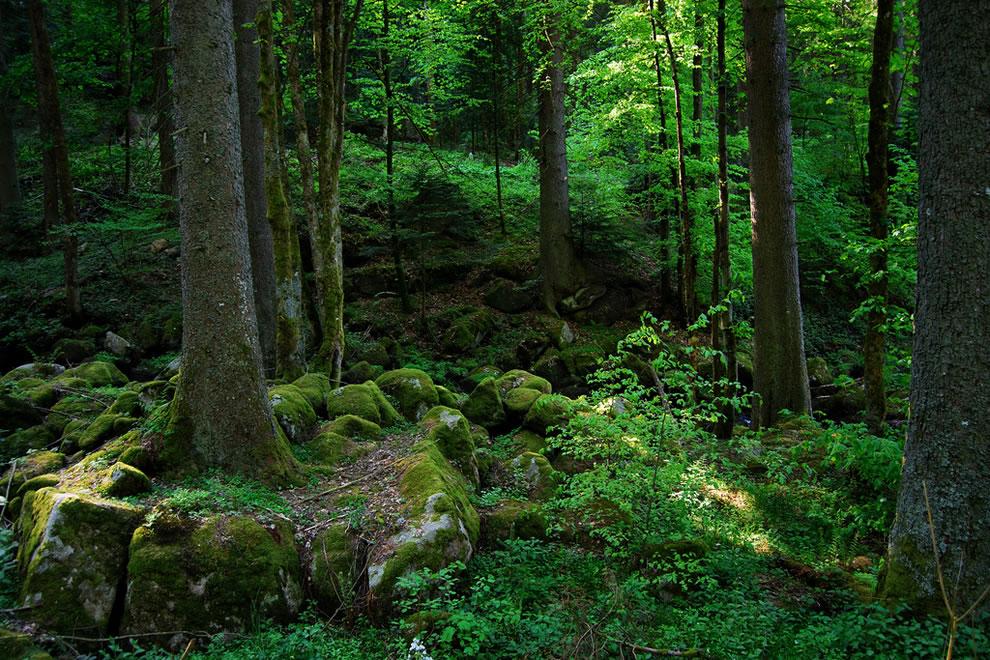 German Forest German Forest