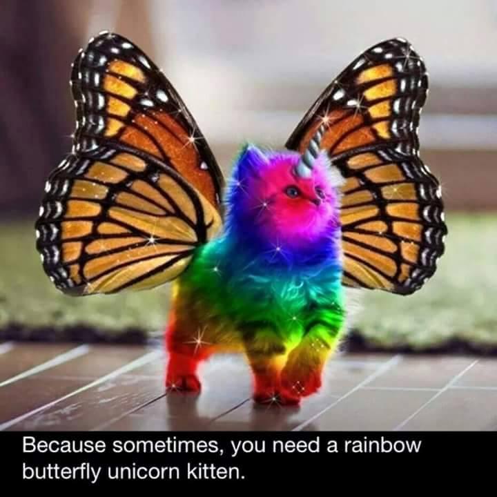 Rainbow unicorn butterfly kitten! π Rainbow unicorn butterfly kitten! π