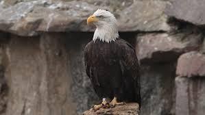Eagle Eagle