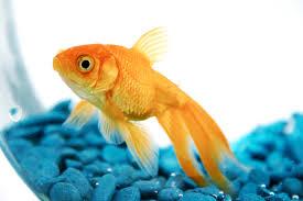 Fish Fish