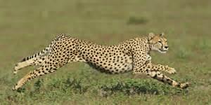 cheetah cheetah