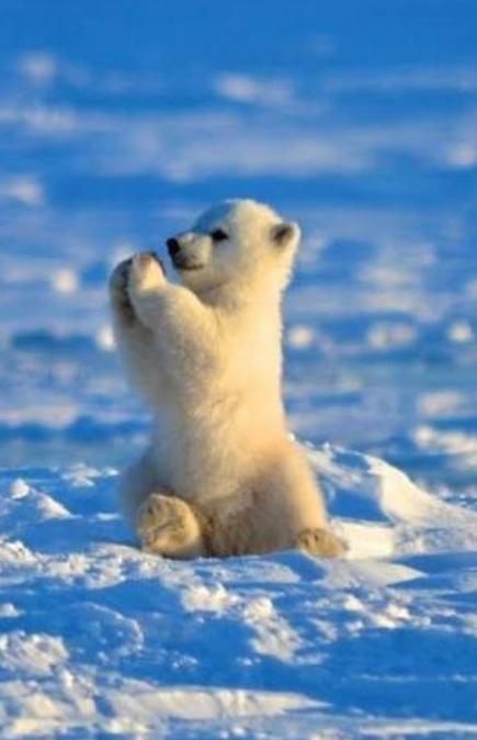 Polar bear Polar bear