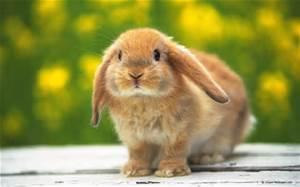 Bunnies Bunnies