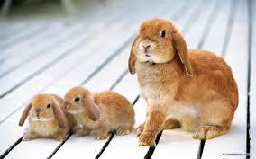 Bunny Bunny