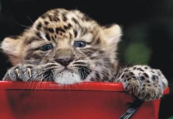 Amur Leopard Amur Leopard