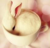 Bunny in a tea cup!