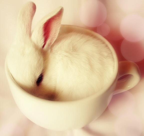 Bunny in a tea cup! Bunny in a tea cup!