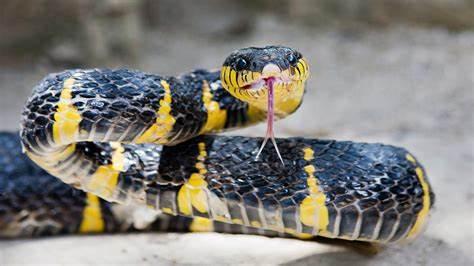 Snakes