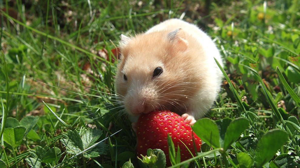 hamster