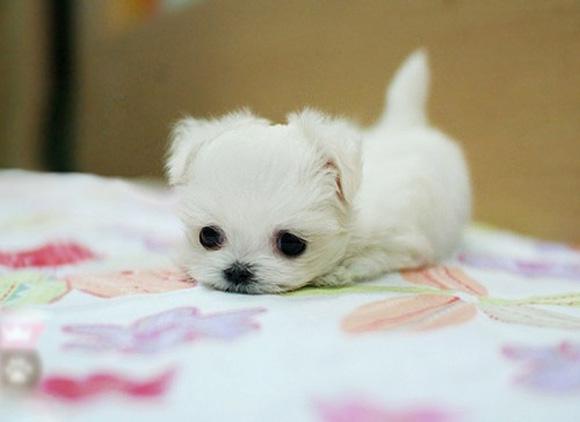 Dog Dog