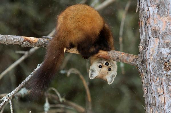 This Pine Marten?