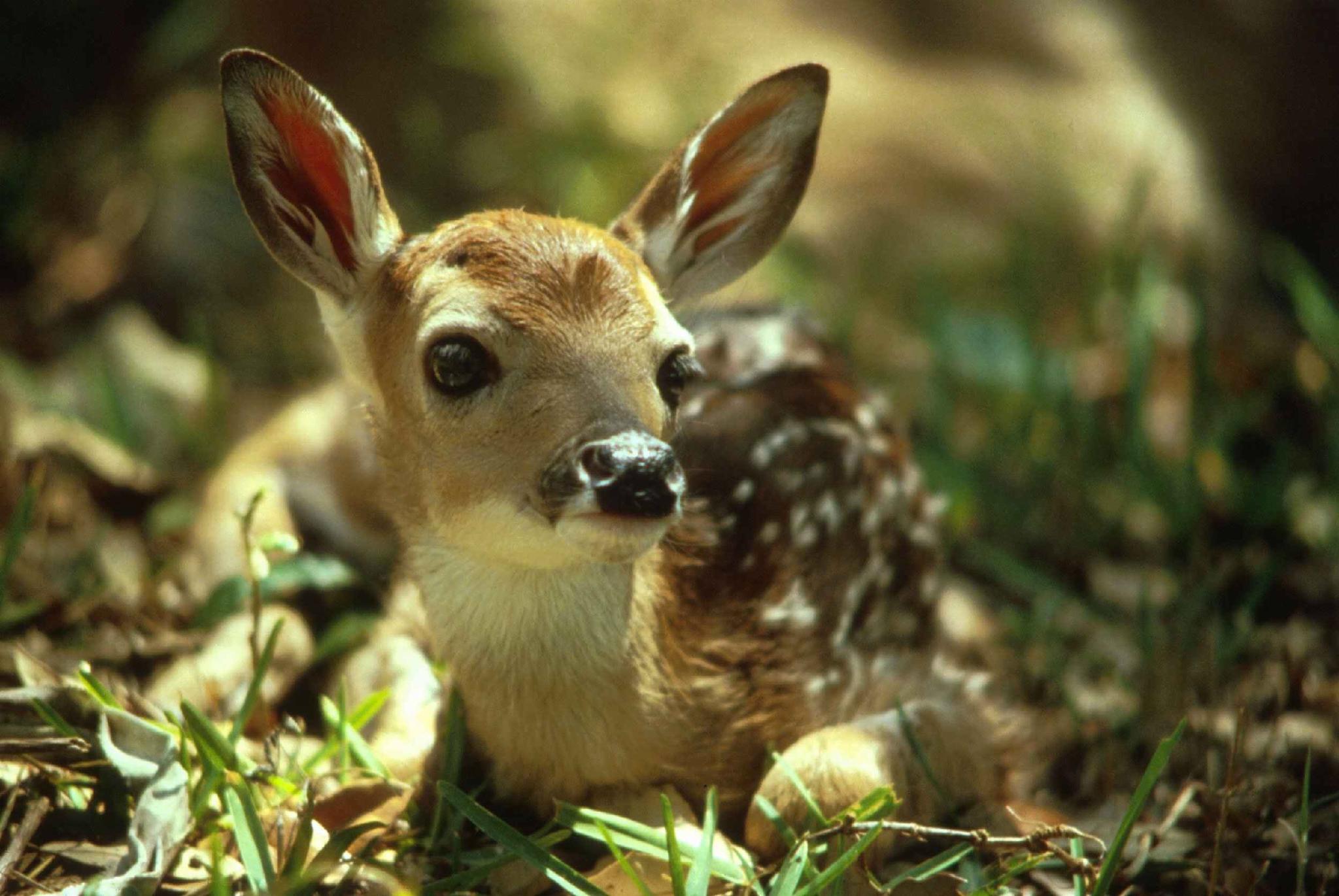 This deer! This deer!