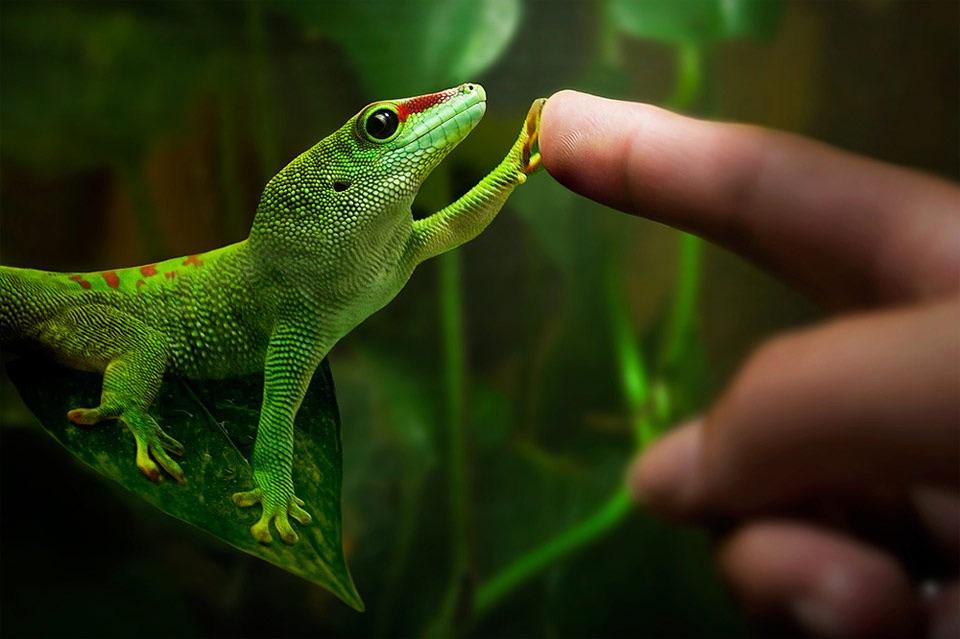 Gecko! B3 Gecko! B3