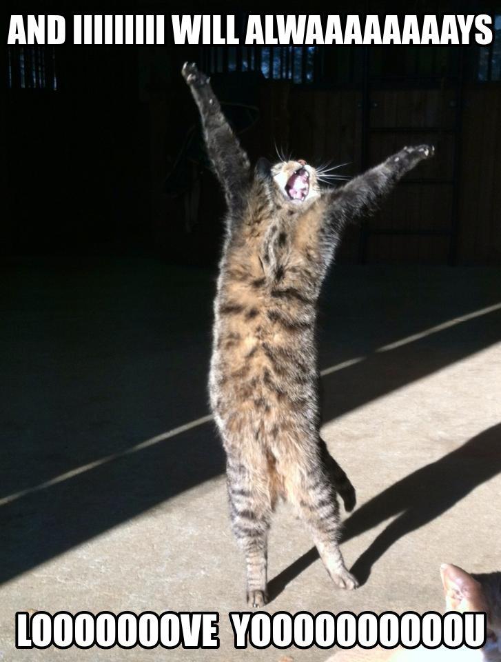 i LOVE cats! i LOVE cats!
