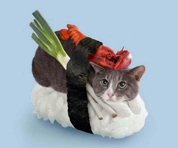 Cat Sushi