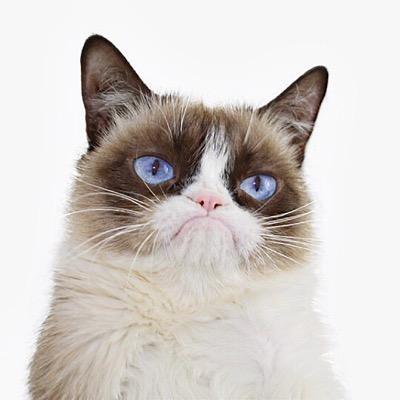 Grumpy cat Grumpy cat