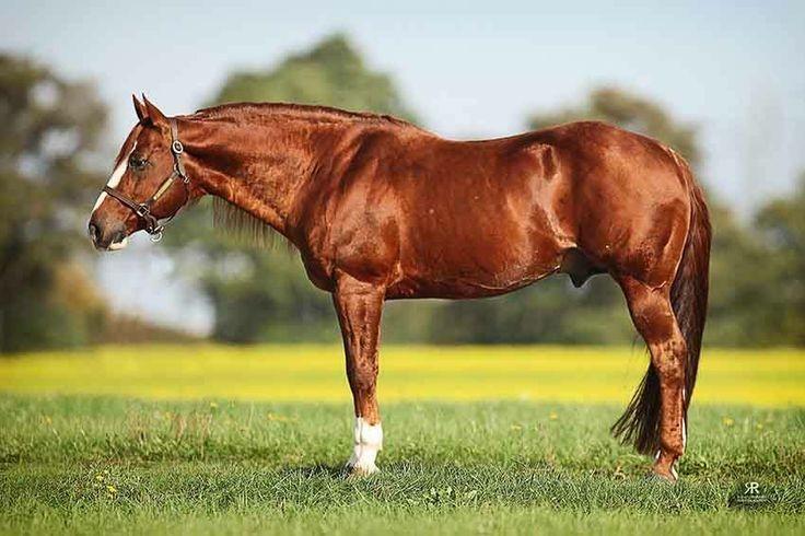 Chestnut/Sorrel Chestnut/Sorrel