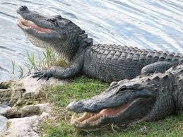 Swim with alligators to save one of your parent's life