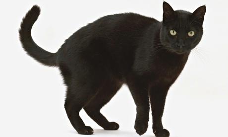 Black Black