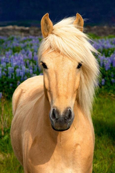 Palomino