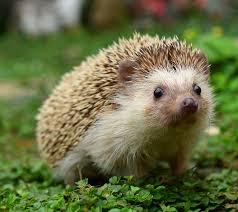 hedgehog