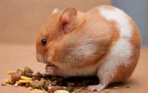 Hamster or Guinea Pig