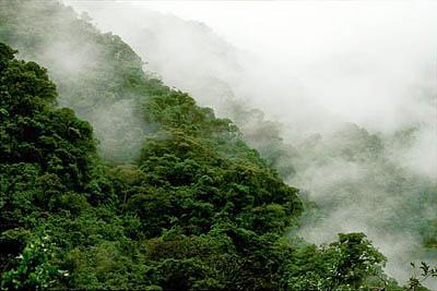 Peruvian Forest