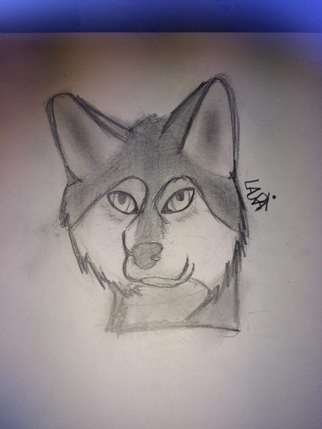 Young wolf Young wolf