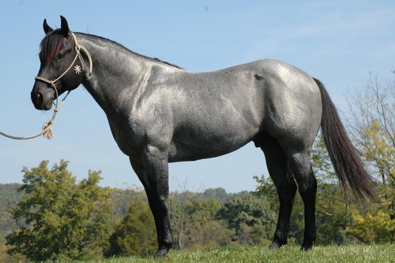 Blue roan