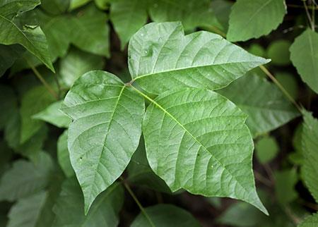 Poison Ivy