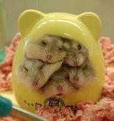 Hamster huddle :3