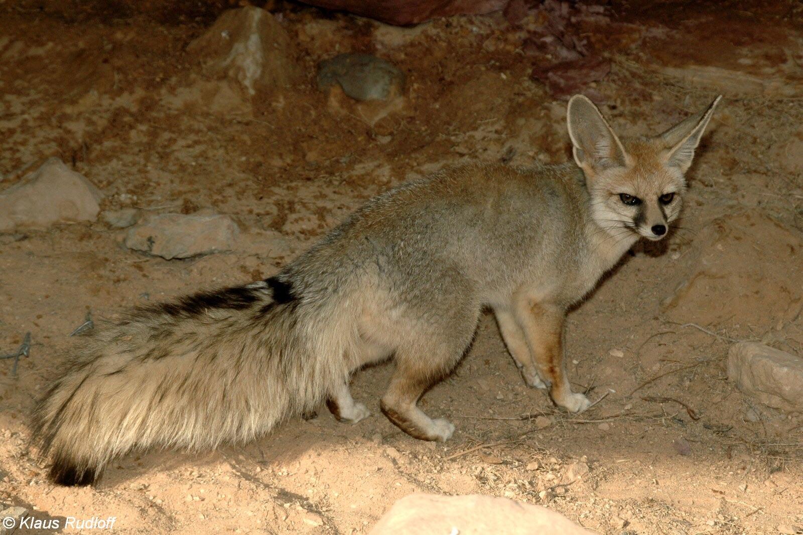 Branford's Fox