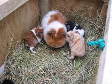 I just love guinea pigs <3
