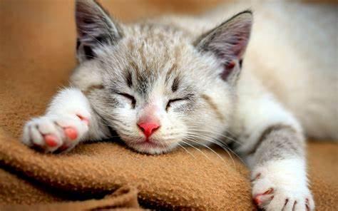 Cats